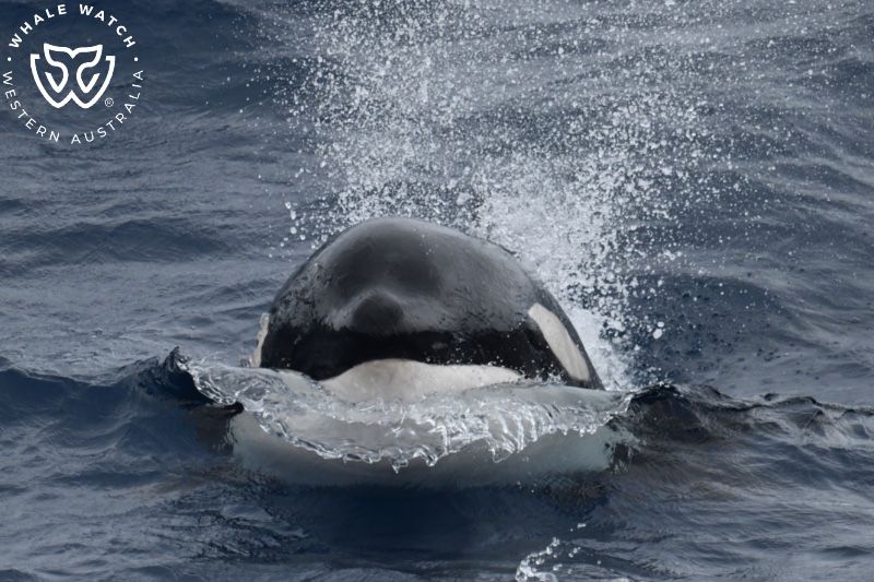 Whale Watch Western Australia