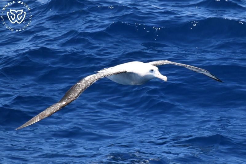 Whale Watch Western Australia