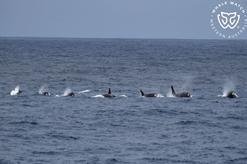 Whale Watch Western Australia