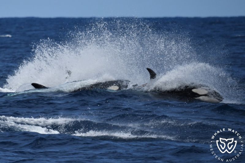 Whale Watch Western Australia