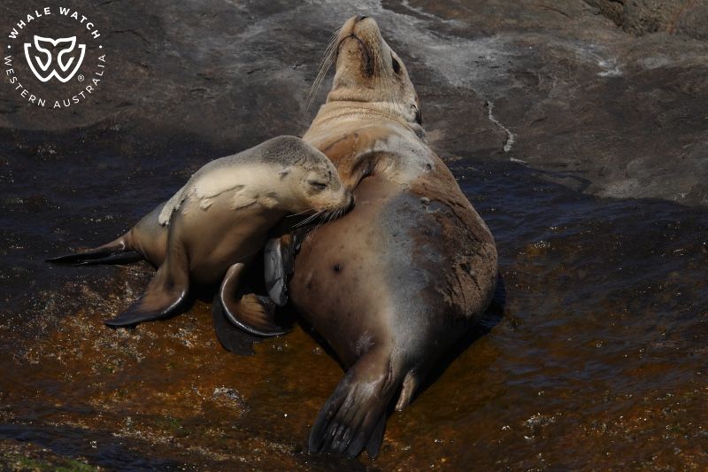 Whale Watch Western Australia