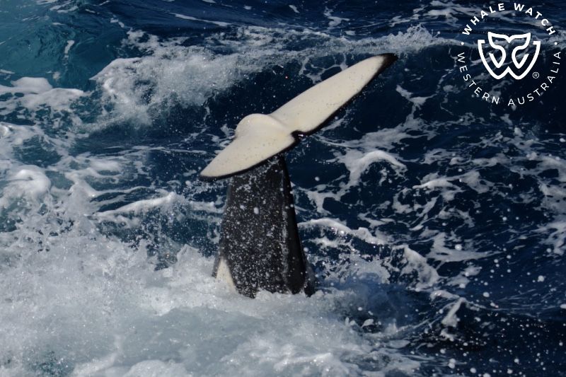 Whale Watch Western Australia