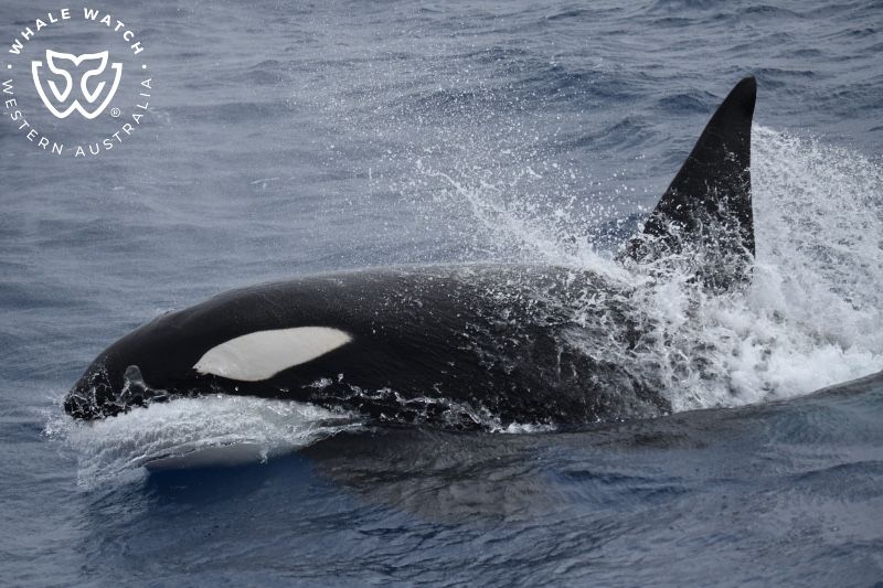 Whale Watch Western Australia