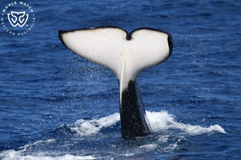 Whale Watch Western Australia