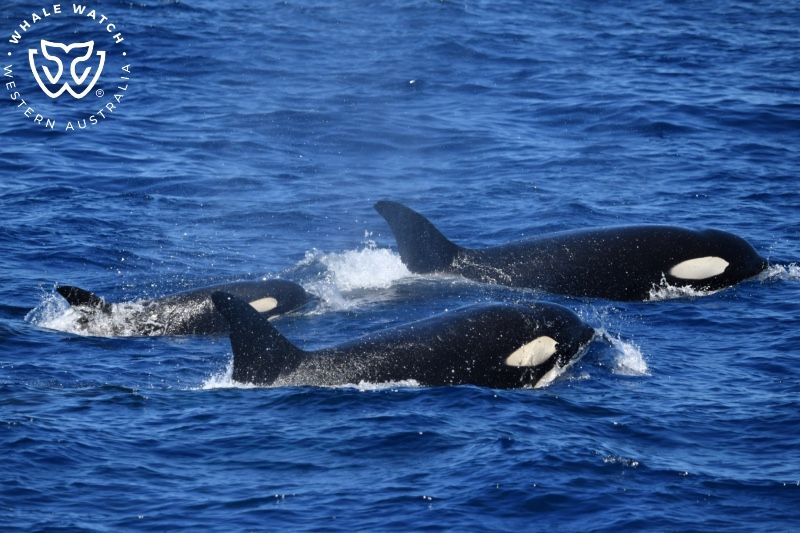 Whale Watch Western Australia