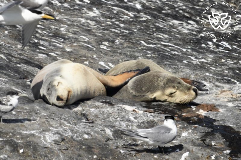 Whale Watch Western Australia