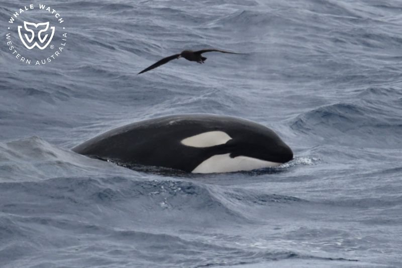 Whale Watch Western Australia