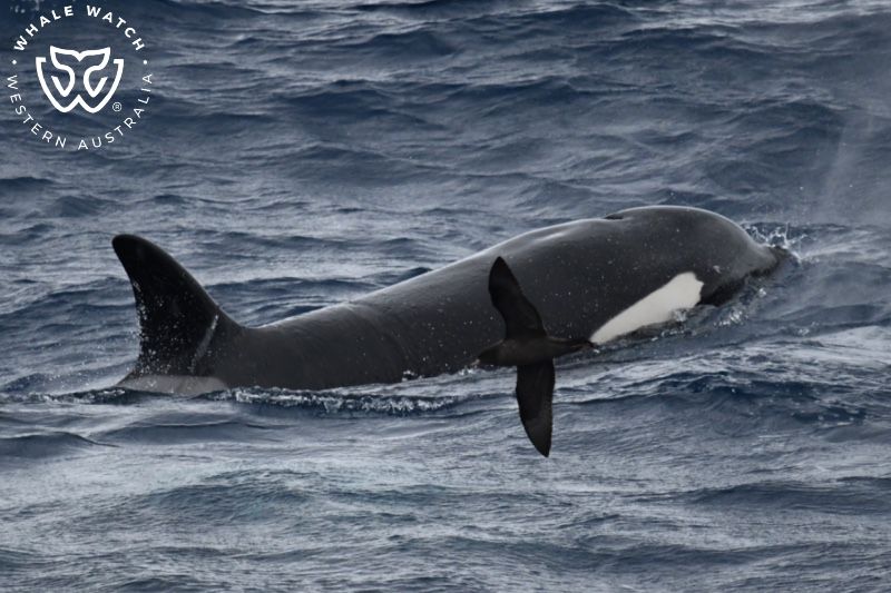 Whale Watch Western Australia