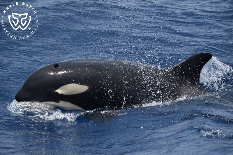 Whale Watch Western Australia