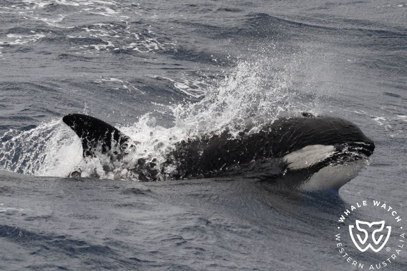 Whale Watch Western Australia
