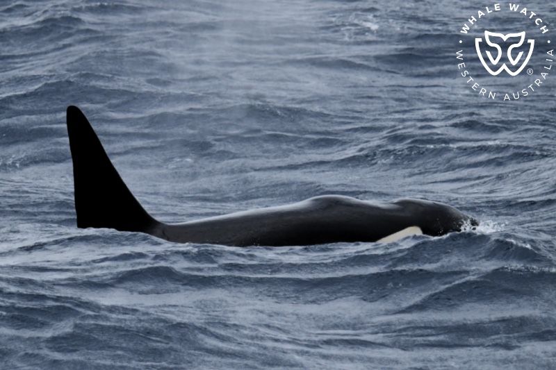 Whale Watch Western Australia