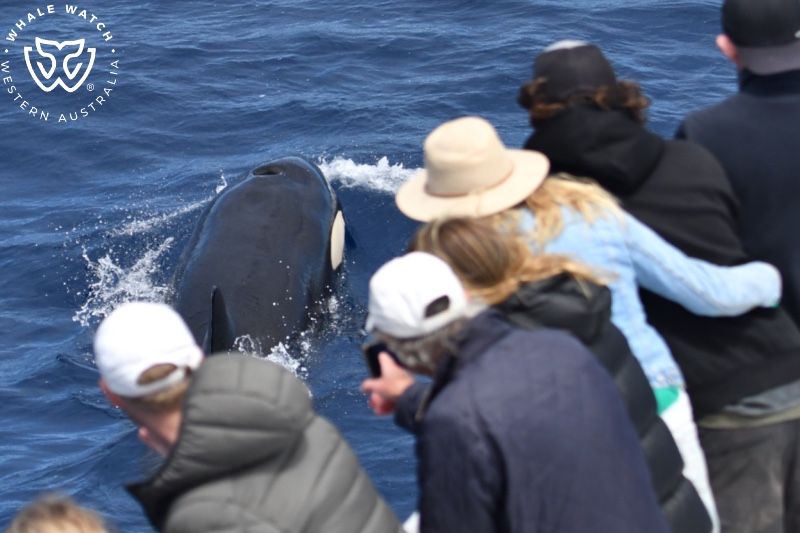 Whale Watch Western Australia