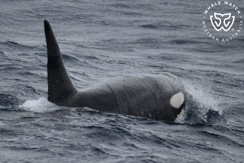 Whale Watch Western Australia