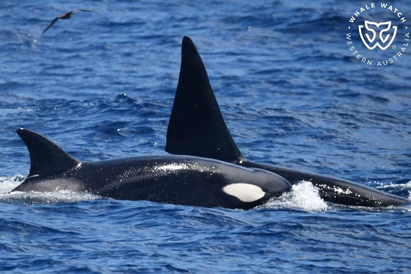 Whale Watch Western Australia