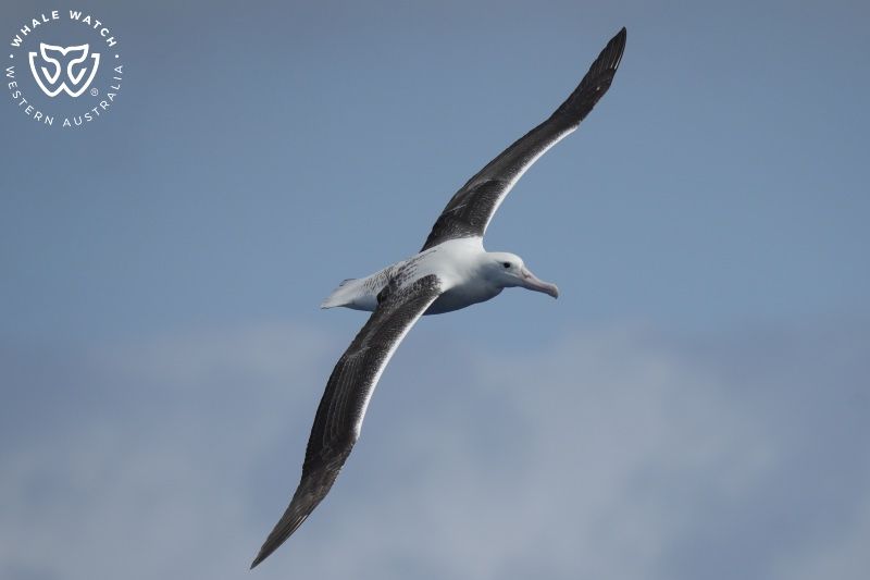 Whale Watch Western Australia