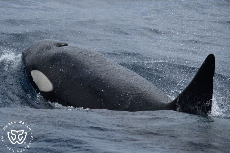 Whale Watch Western Australia