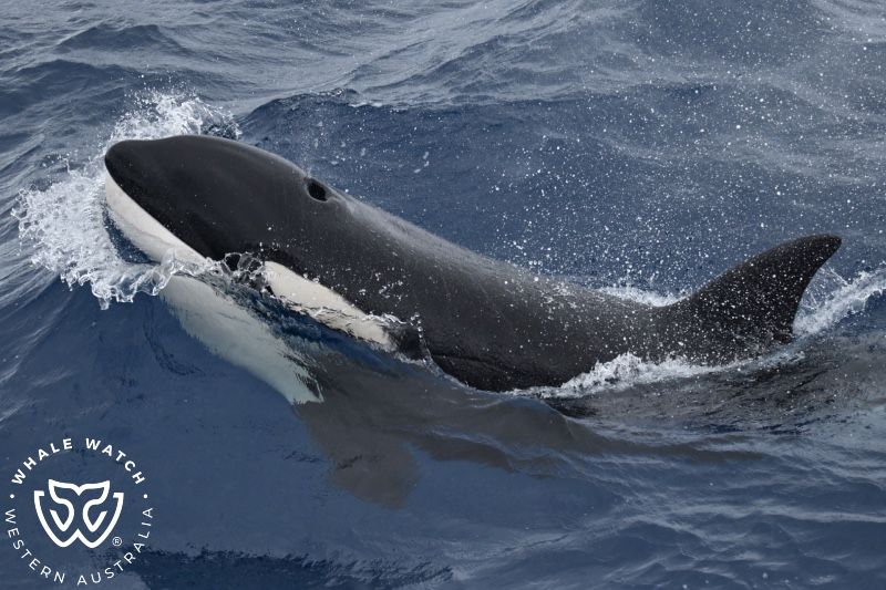 Whale Watch Western Australia