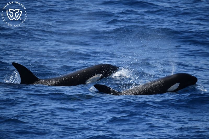Whale Watch Western Australia