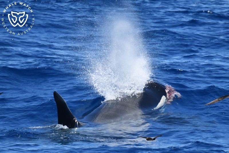 Whale Watch Western Australia