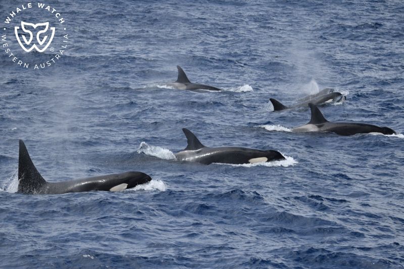 Whale Watch Western Australia