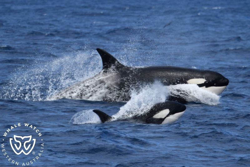 Whale Watch Western Australia