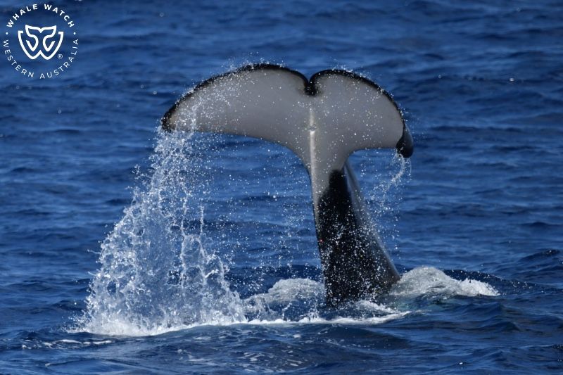 Whale Watch Western Australia