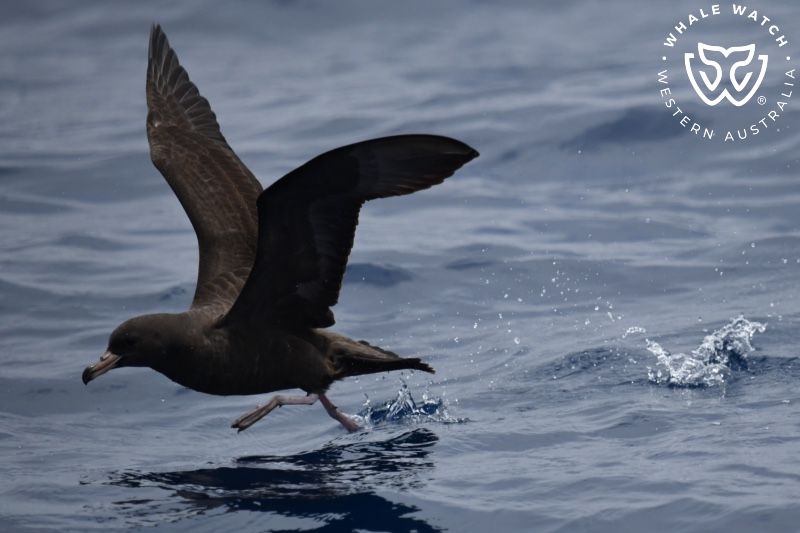Whale Watch Western Australia