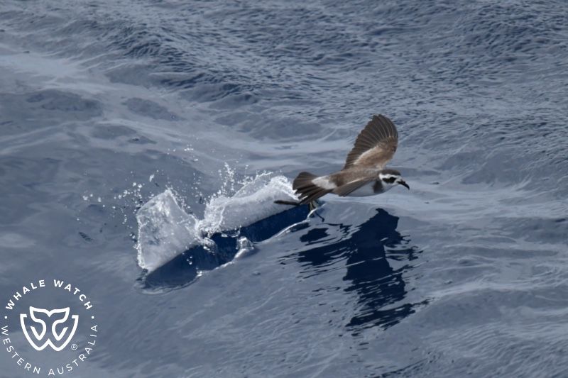 Whale Watch Western Australia
