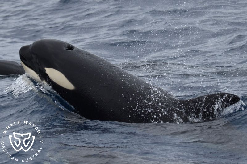 Whale Watch Western Australia