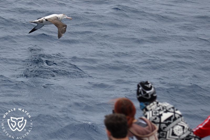 Whale Watch Western Australia