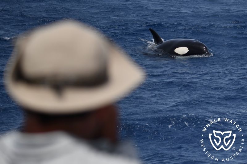 Whale Watch Western Australia