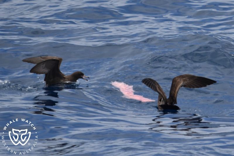 Whale Watch Western Australia