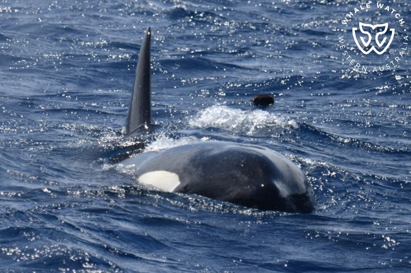 Whale Watch Western Australia