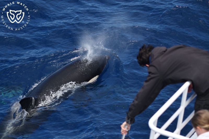 Whale Watch Western Australia