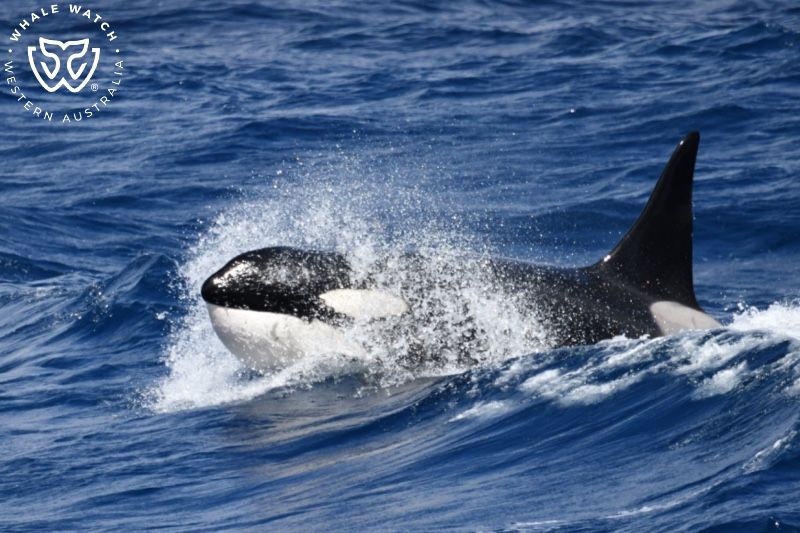 Whale Watch Western Australia