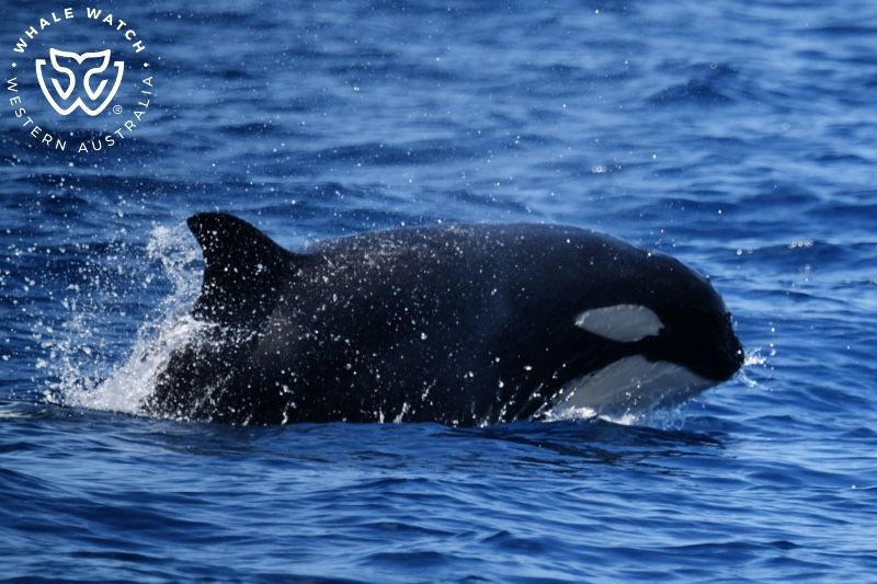 Whale Watch Western Australia