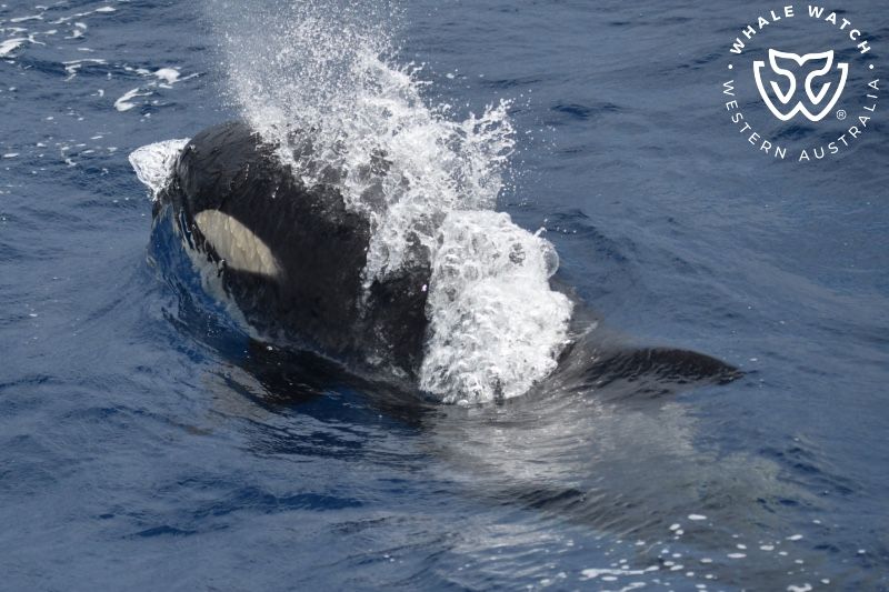 Whale Watch Western Australia