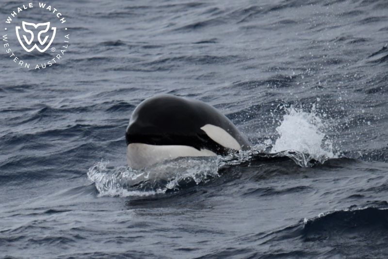 Whale Watch Western Australia