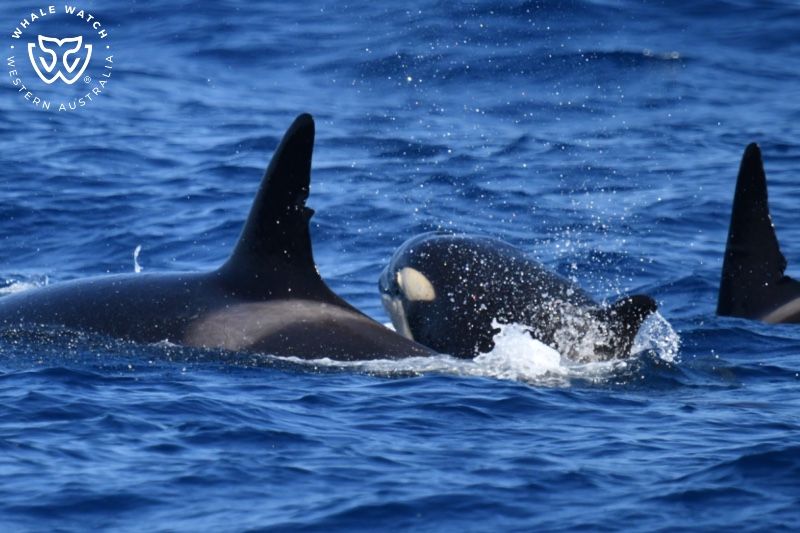 Whale Watch Western Australia
