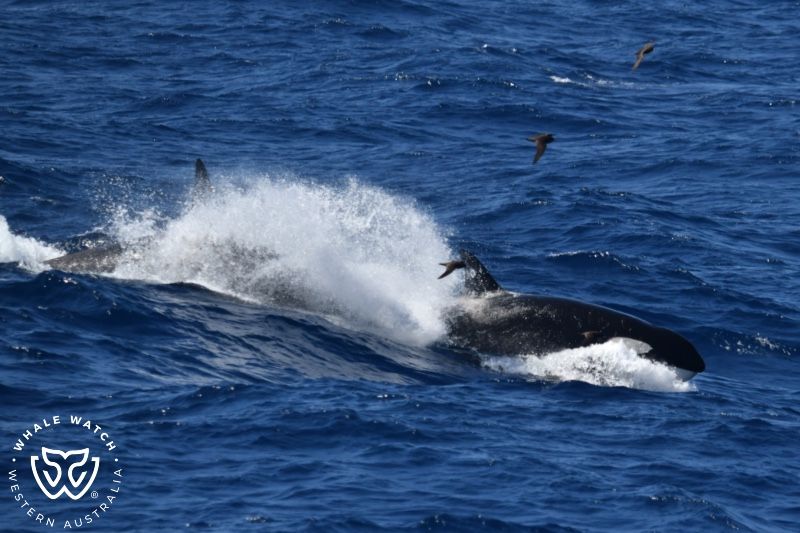 Whale Watch Western Australia