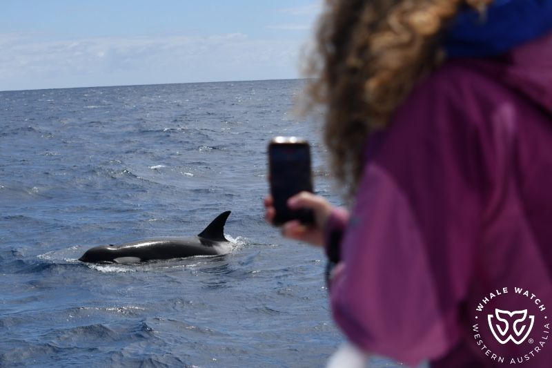 Whale Watch Western Australia
