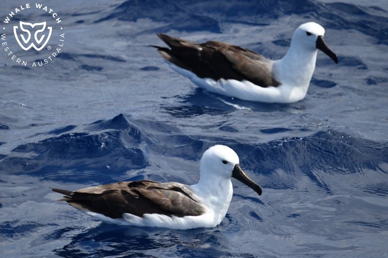 Whale Watch Western Australia