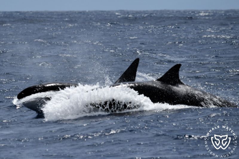 Whale Watch Western Australia