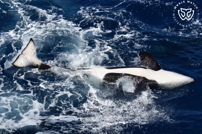 Whale Watch Western Australia