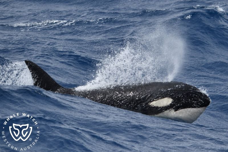Whale Watch Western Australia
