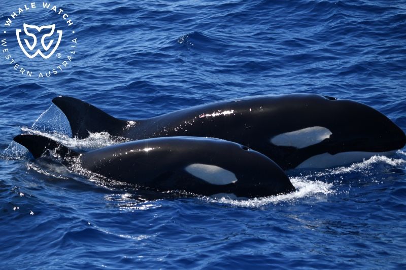 Whale Watch Western Australia