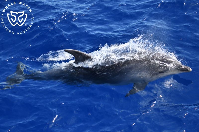 Whale Watch Western Australia