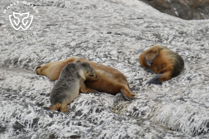 Whale Watch Western Australia