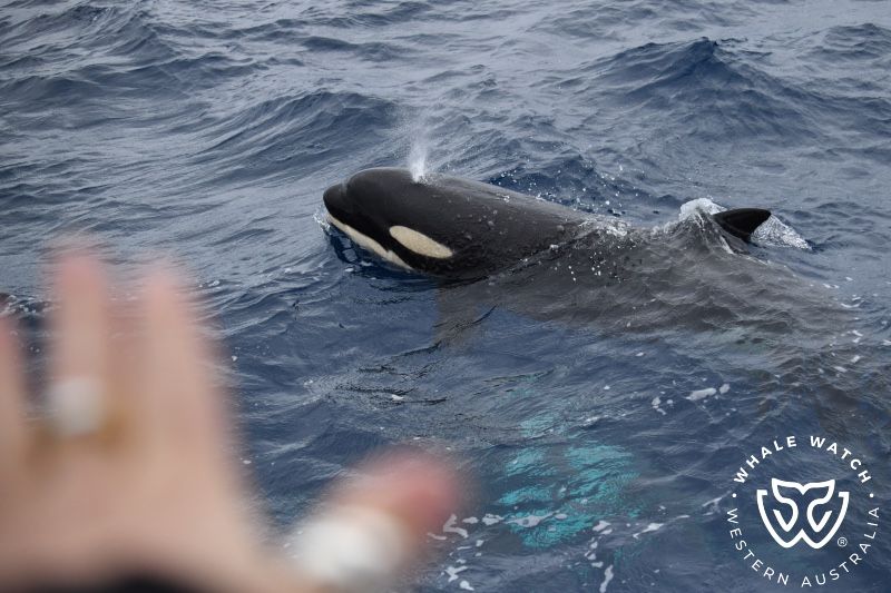Whale Watch Western Australia
