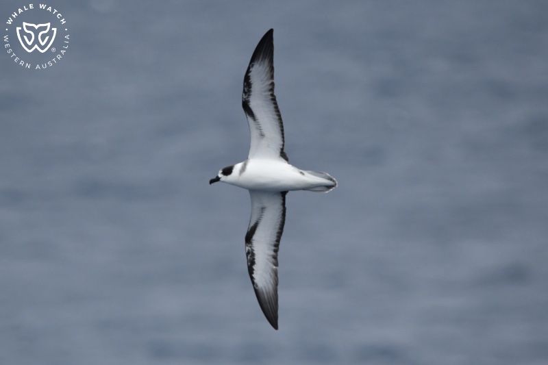 Whale Watch Western Australia